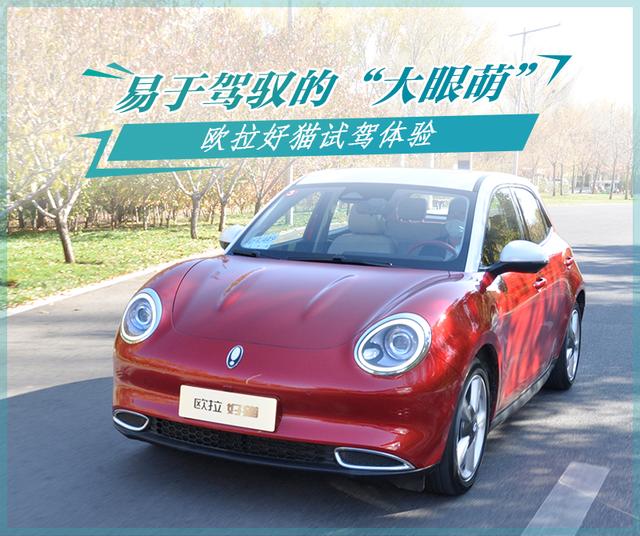 好开的大眼萌—欧拉好猫